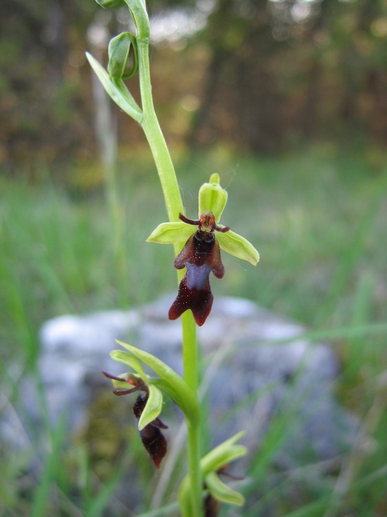 Ophrys insectifera